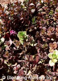 Sedum spurium 'Bronze Carpet'